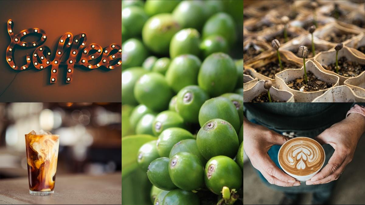 Upptäck smaken av Sumatra-kaffebönor illustration